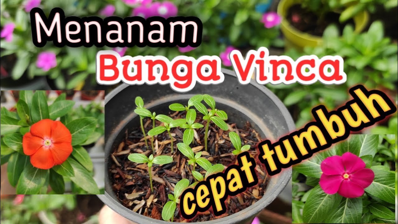 Cara Menanam Bunga Vinca dari Biji Cepat Tumbuh