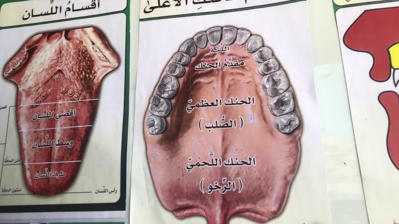 مخرج أقصى اللسان(الفرق بين القاف والكاف)