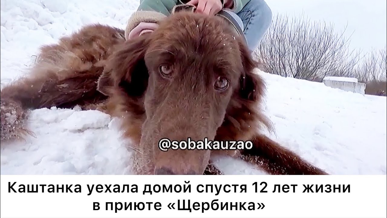 Каштанка уехала домой спустя 🛑12 лет жизни в приюте «Щербинка». Проект Собака Юзао