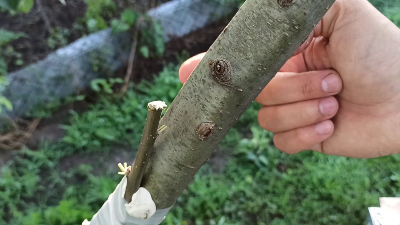 прививка на оголившуюся ветку / grafting on a bare branch