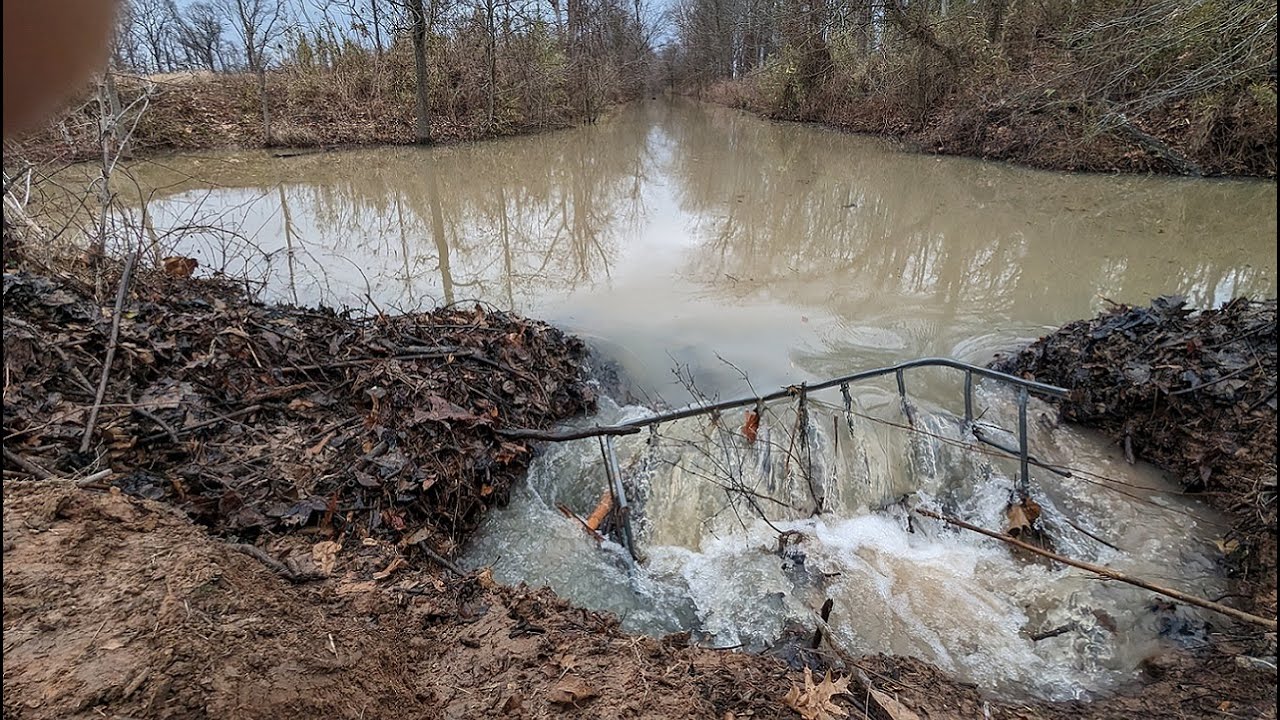Beaver Dam Removal Unclogging Multiple Culverts | Massive Water Flow!