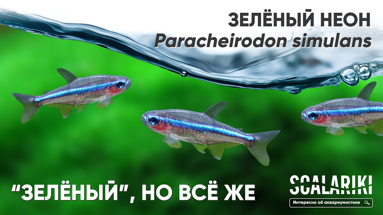 Зеленый неон. Paracheirodon simulans. Содержание в аквариуме. Биотоп