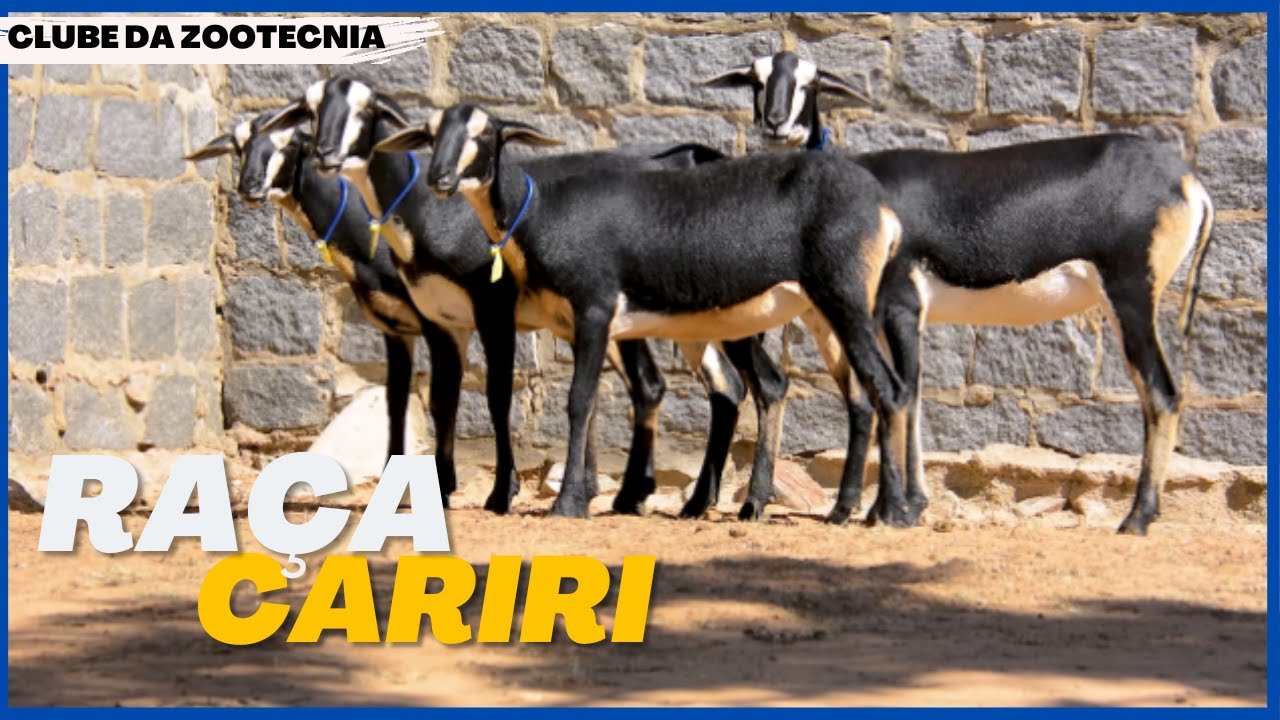 Conheça a RAÇA CARIRI
