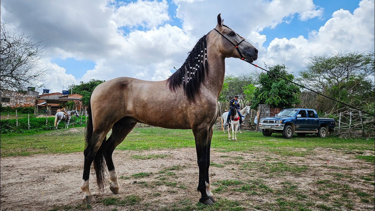 FEIRA DE CAVALO DE GRAVATÁ PE, DOMINGO, (19/01) #nordeste