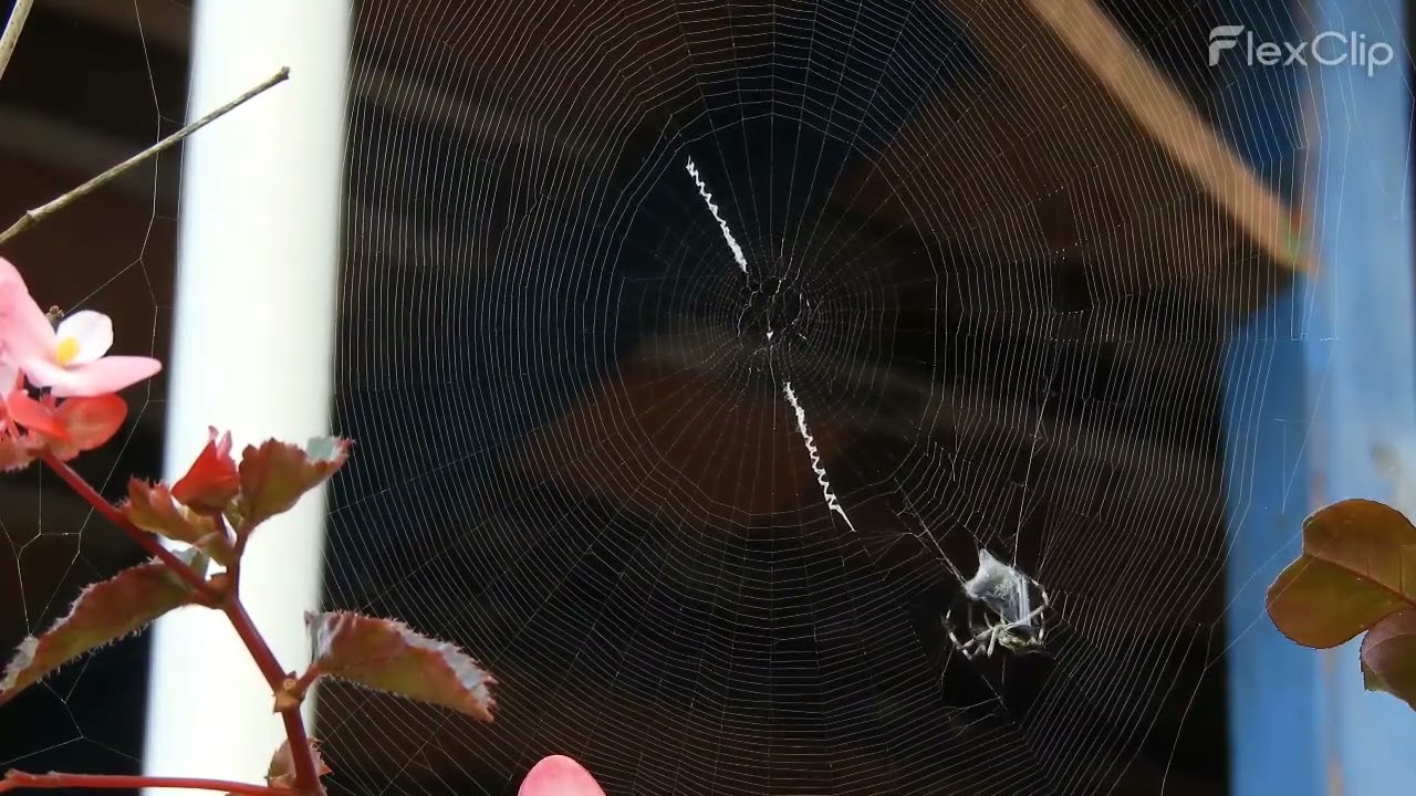 Spider wrapping its prey slow motion | Spider Web | Fly in Web