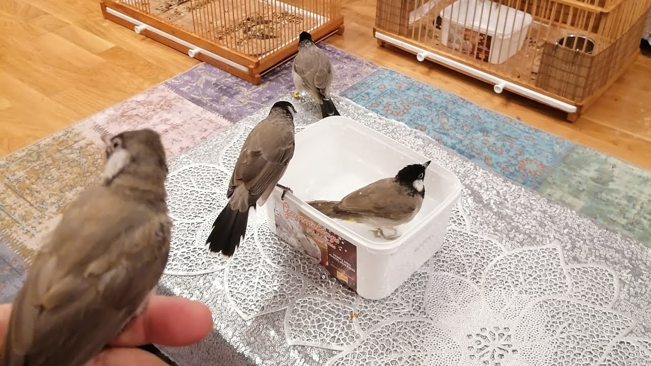 عرض اليوم جوكه مخاليف كلها خشنه لعيون الطيبين