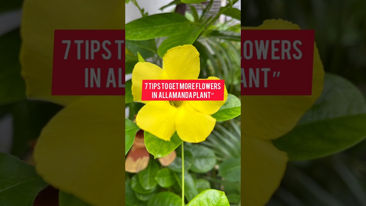 How to Get More Flowers in Your Allamanda Plant🌼 