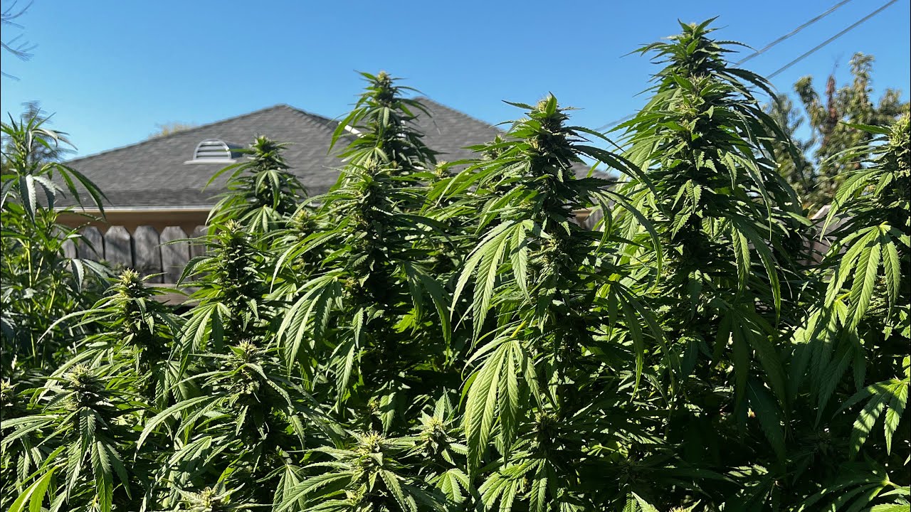 2022 Equilibrium Genetics Outdoor Organic Cannabis Grow!