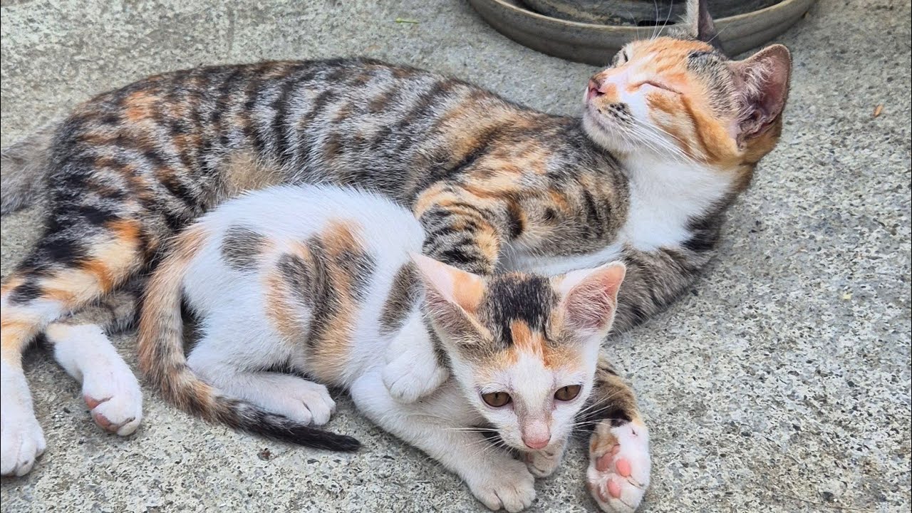 My cute kittens play time ❤️❤️