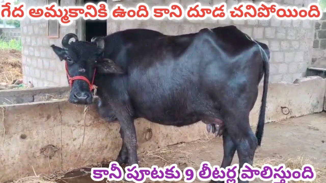 ఈ బర్రె అమ్మకానికి ఉంది ఎవరైనా నచ్చితేనే కాల్ చేయండి అన్న 9063992892#youtube#cow#viral#animals#1m#1k