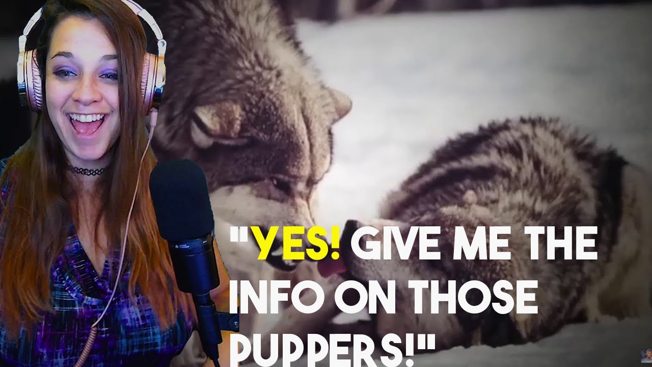 Lauren Reacts! *Ooh! Puppers!* The Candid Affairs of the Canine Family-Casual Geographic