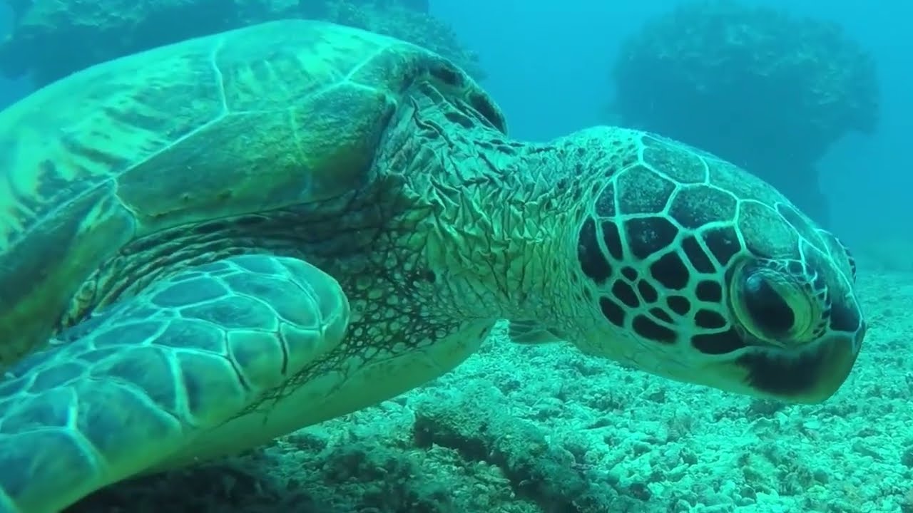Happy Blue World Underwater 🌊