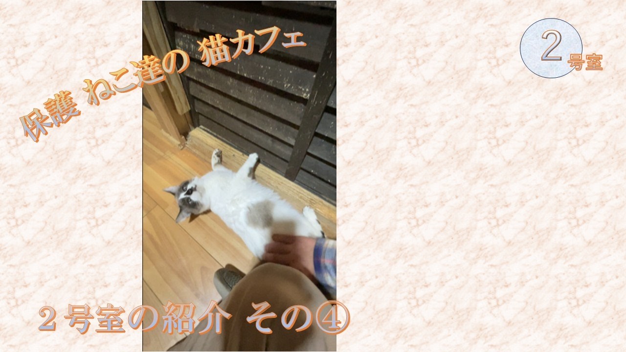 【ゆるり２号室】紹介　初めての訪問です 　その⓸　『保護ねこ達のいる癒しの猫カフェ』