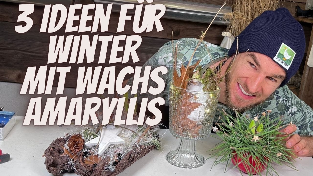 Amaryllis in Wachs dekorieren: 3 kreative Ideen für den Winter!