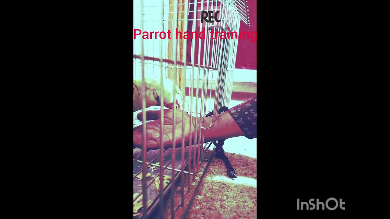 My parrot hand training 
