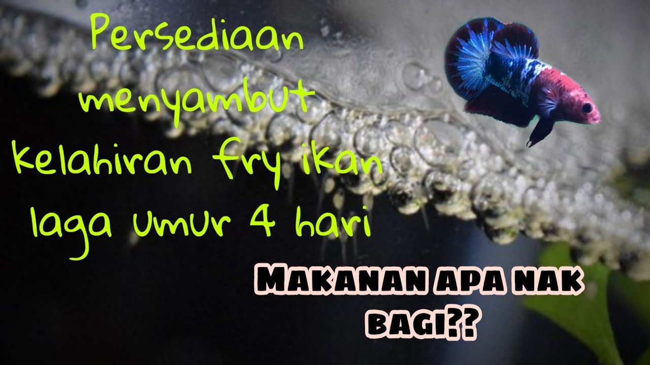 persediaan untuk anak ikan laga umur 4 hari