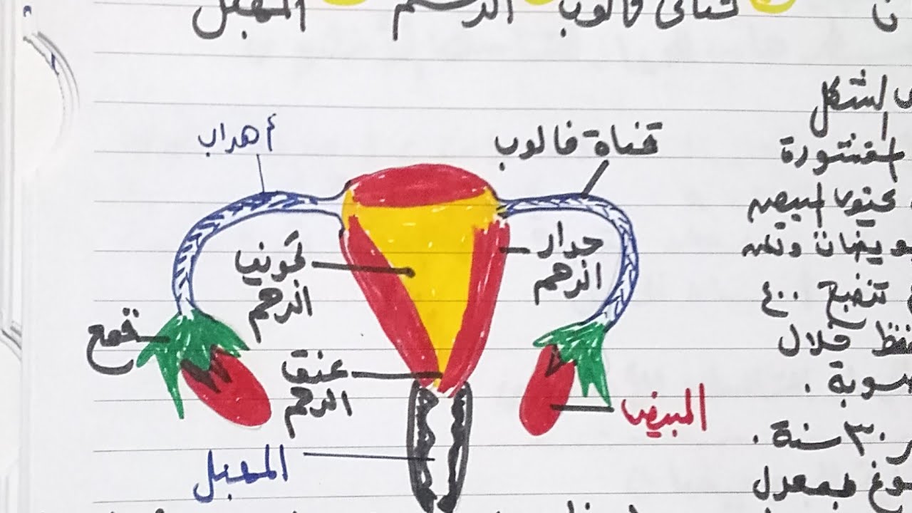 #التكاثر في الإنسان/#الجهاز التناسلي الأنثوي/#ثانوية_عامة 2025