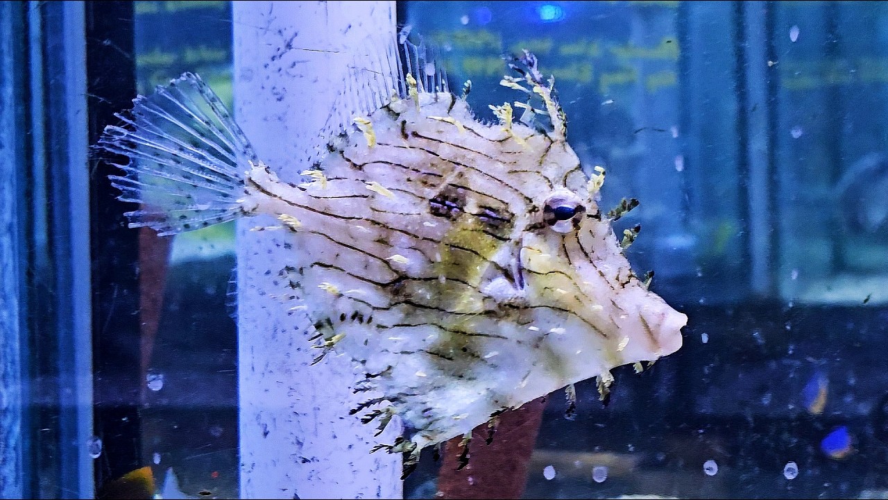 🐠The One-of-a-Kind Tassel Filefish🐟Saltwater Fish