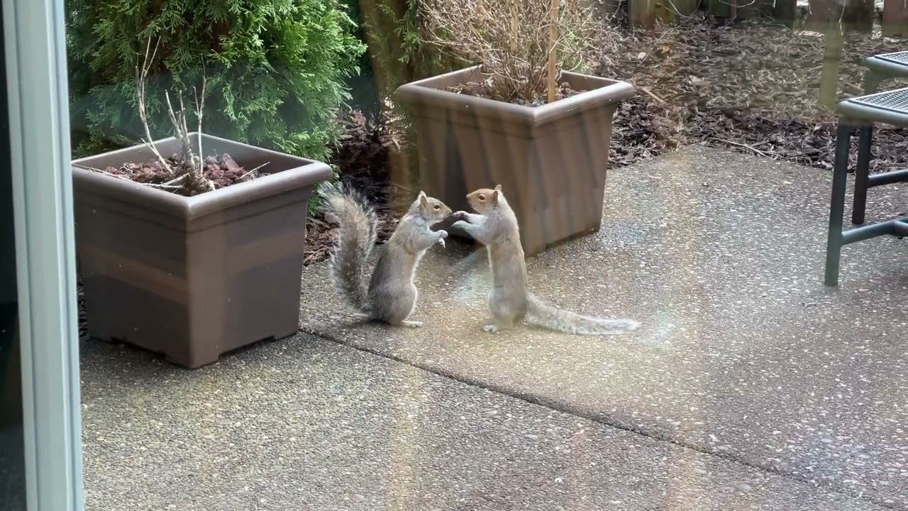 Squirrel Wrestling