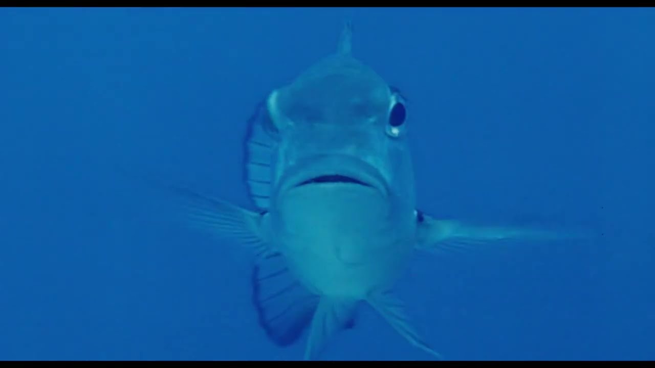 Marsa Abu Galawa (Careless Reef part 4)