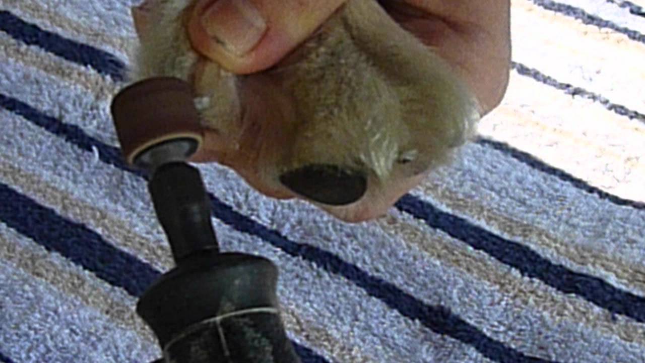 Dremeling Dog's Nails