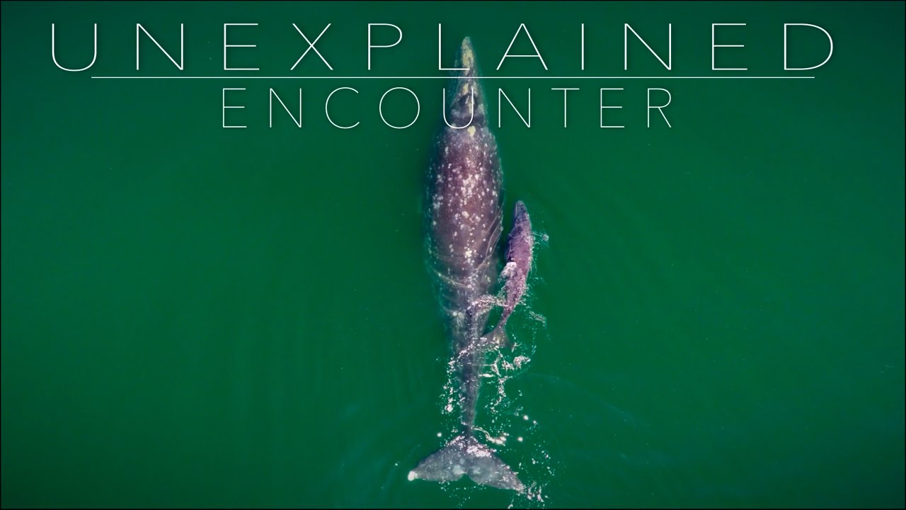 Mother and Baby Whale Approach Boat Close Enough to Touch | Destination Adventure.