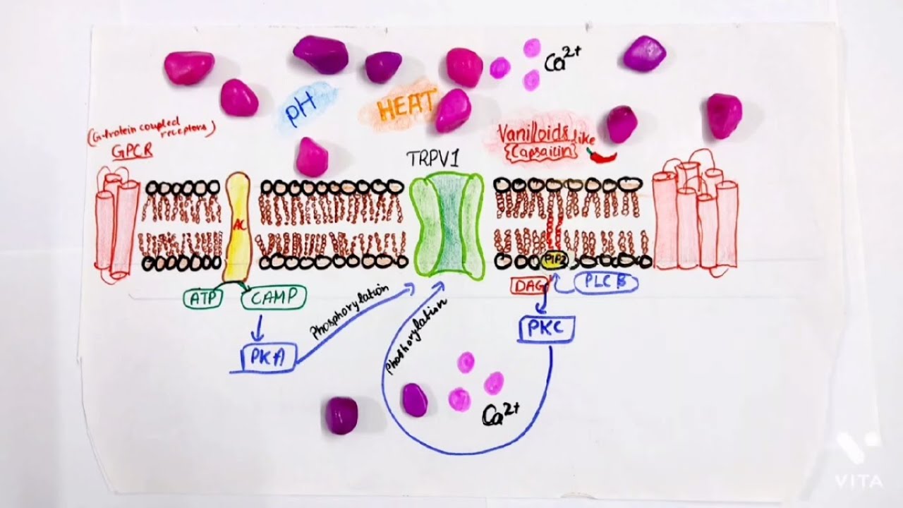 | Sensation Of Pain | TRPV1 Receptors - (overview)
