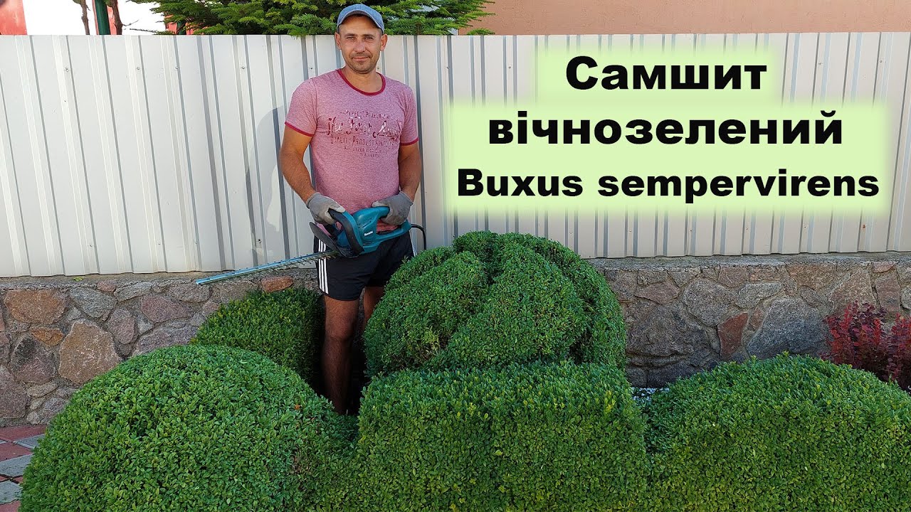Самшит вічнозелений / Buxus sempervirens