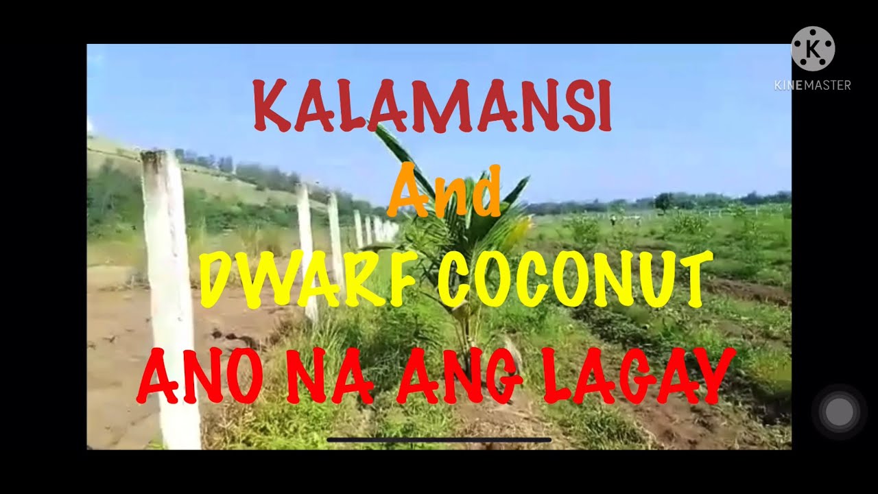 FRUITY TREES UPDATE AND CUTTING GRASS USING GRASS CUTTER SA JOYYET’S FARM @ ZAMBALES