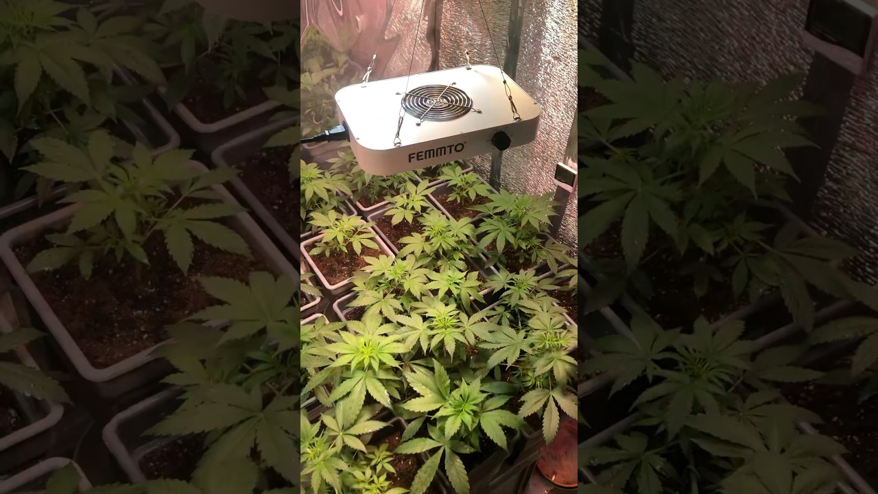 Cultivo de AUTOFLORECIENTES /sala de cultivo vegentando.