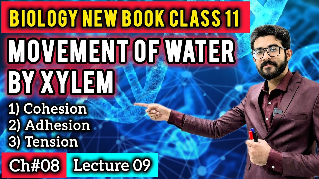 Movement of Water Through Xylem Class 11 | Transpiration, Adhesion, Cohesion & Tension | New Book