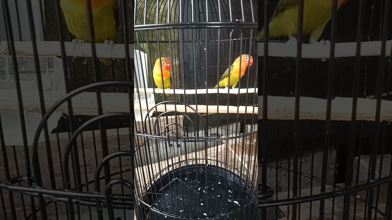 Lovebird Ngekek Ngepak Sayap  - Man Kicau  #Shorts