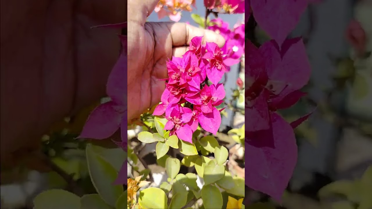 ##Bougainvillea full details 🙌🏼