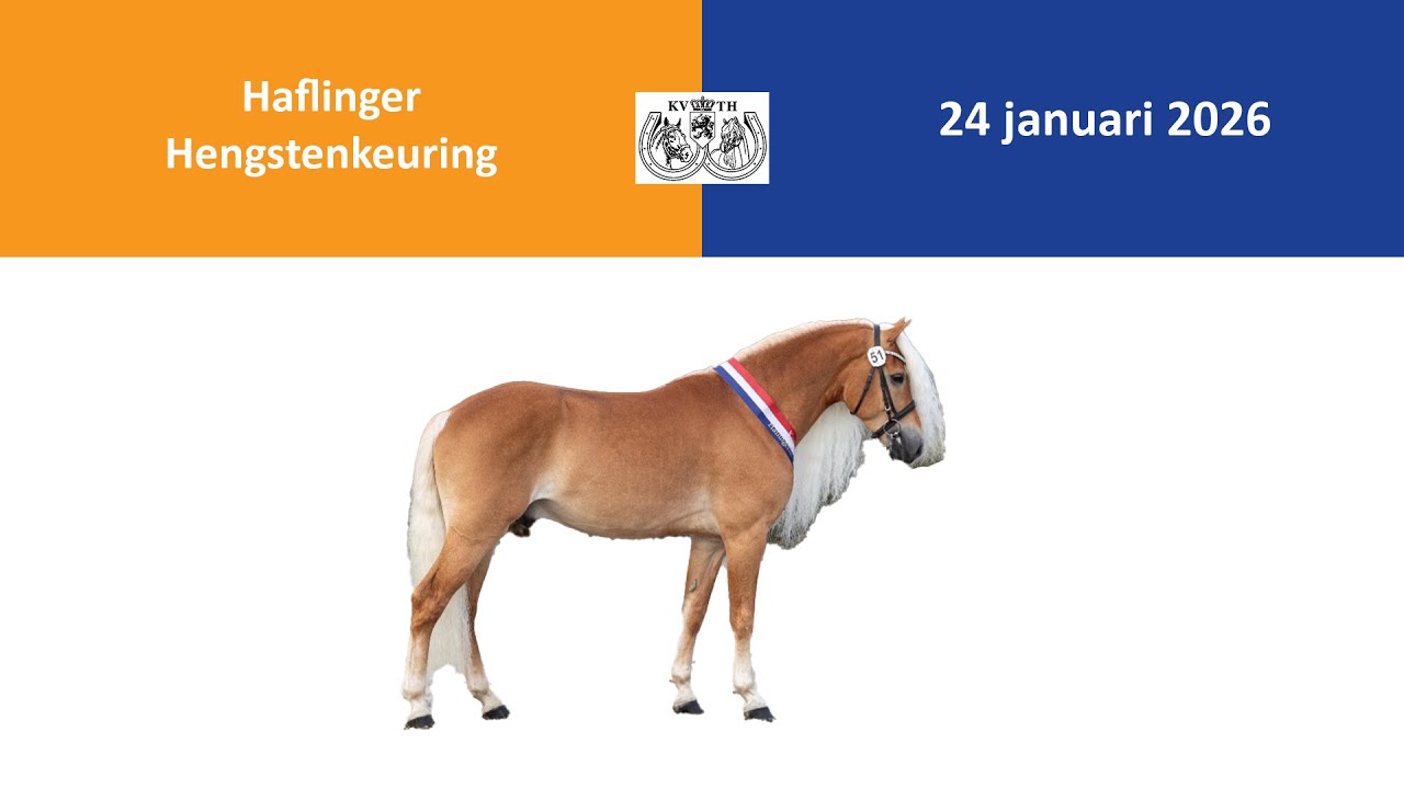 Hengstenkeuring Haflingers 2026