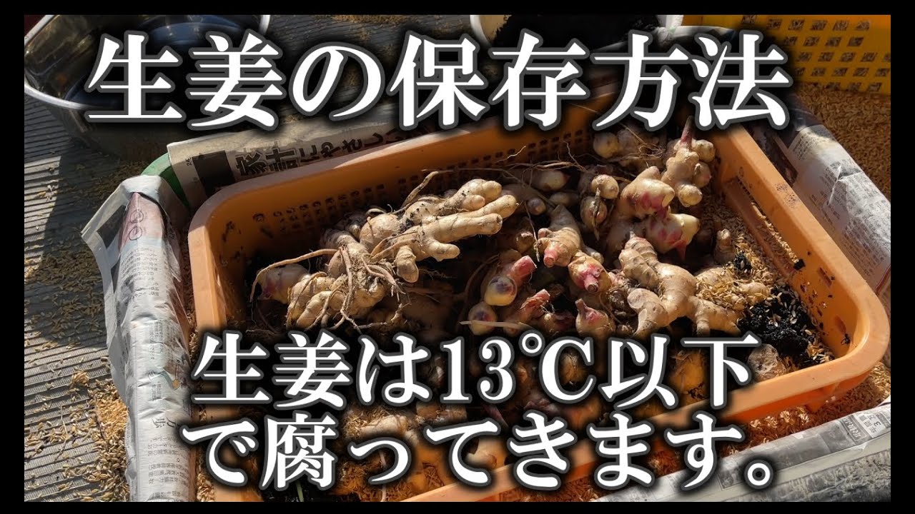 【生姜の保存】育てたあとは春まで保存したい！保存しながら食べて、残ったものは来年の種へ？！