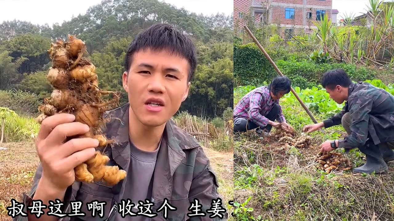 叔母家的生姜种了有2年多了，这是纯老姜了，不知道还能不能用？