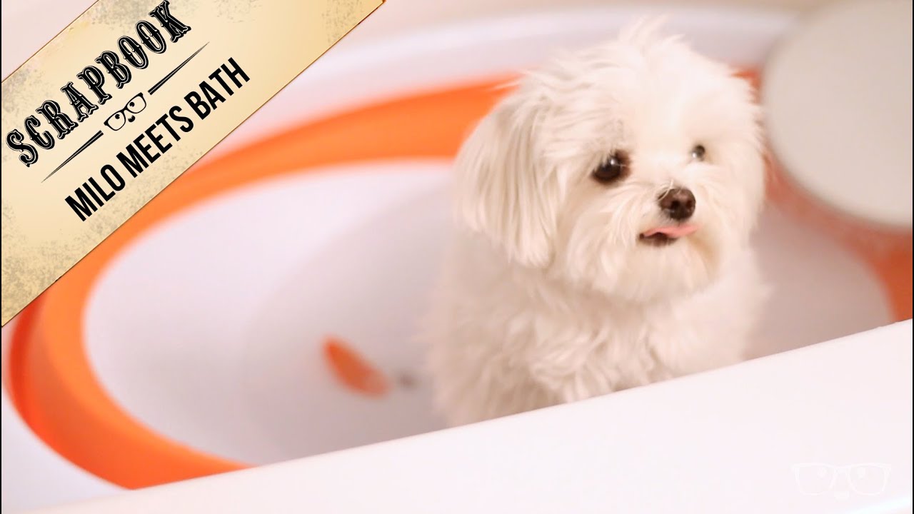 Milo Meets Bath Time