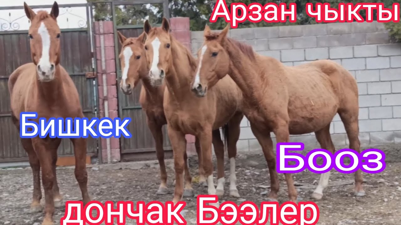 2- март Бишкектен дончак Бээлер чыкты 
