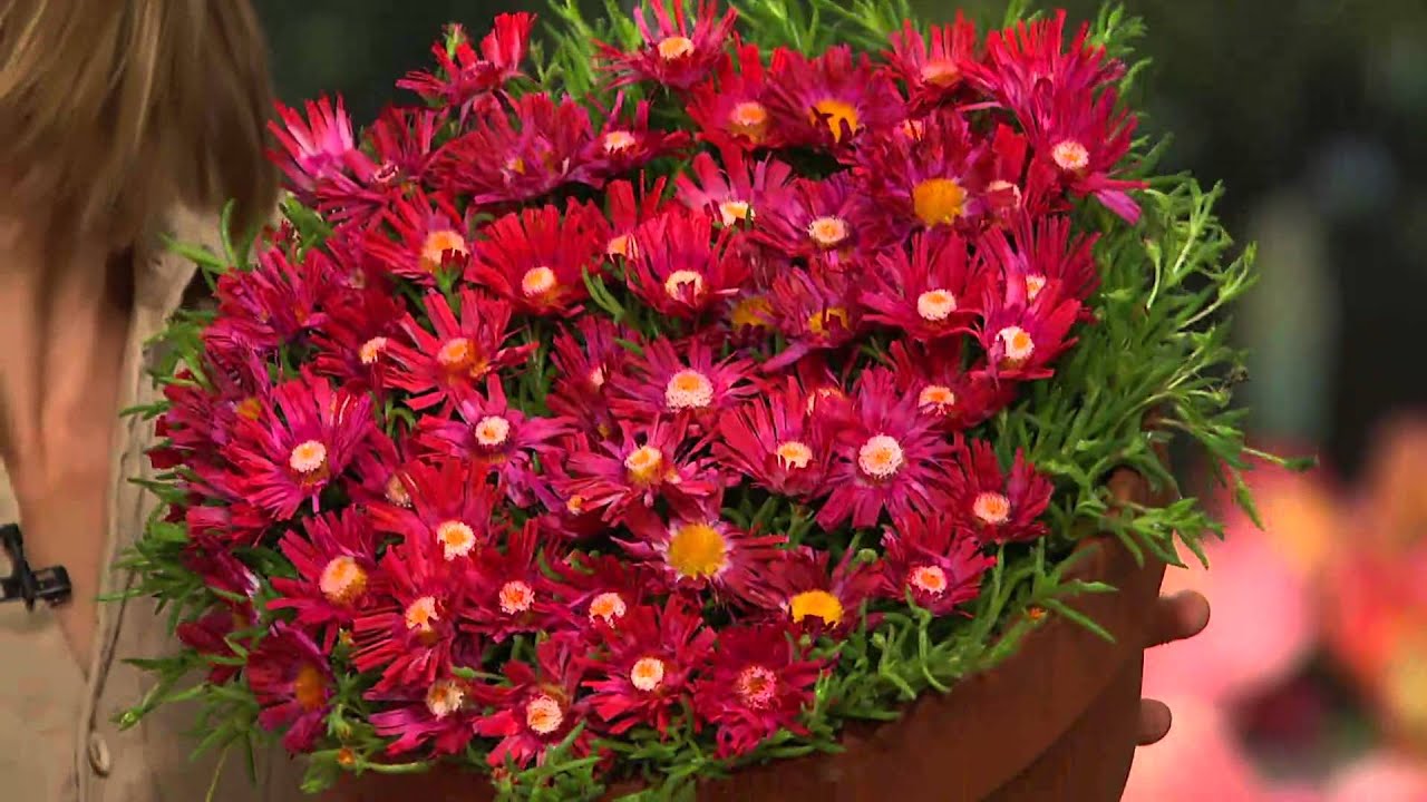 Roberta's 18-piece Hardy Succulent Flowering Ice Plants with Kerstin Lindquist