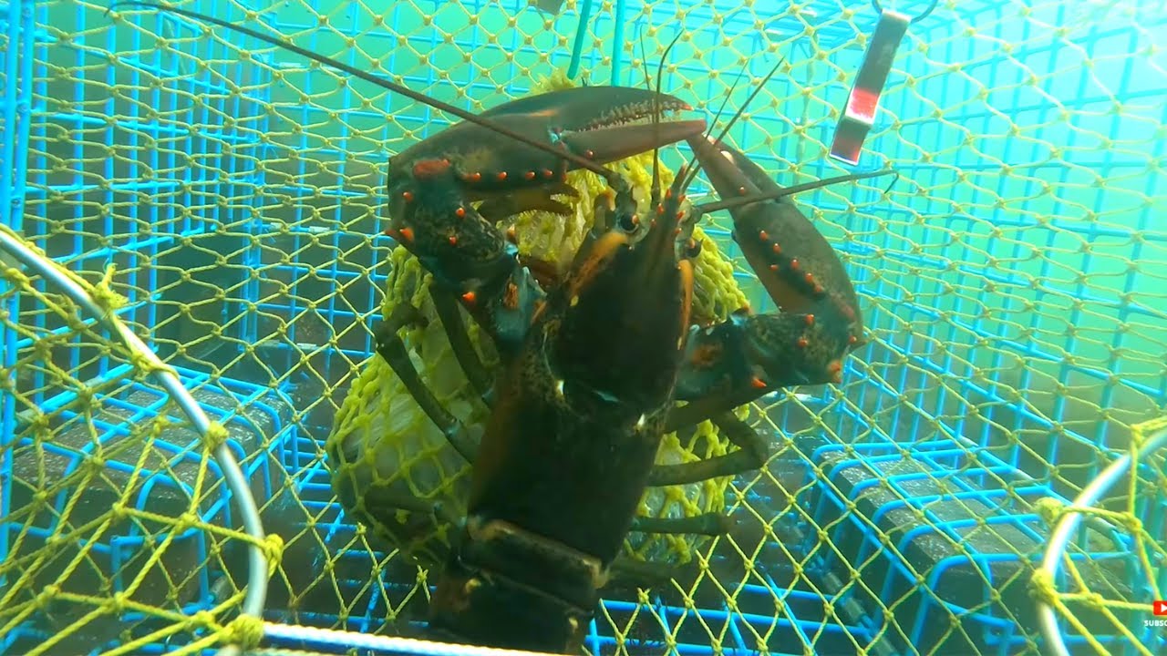 I Put a GoPro in a Lobster Trap Again! 😁 | A Live Look at Lobsters in a New England Lobster Trap |
