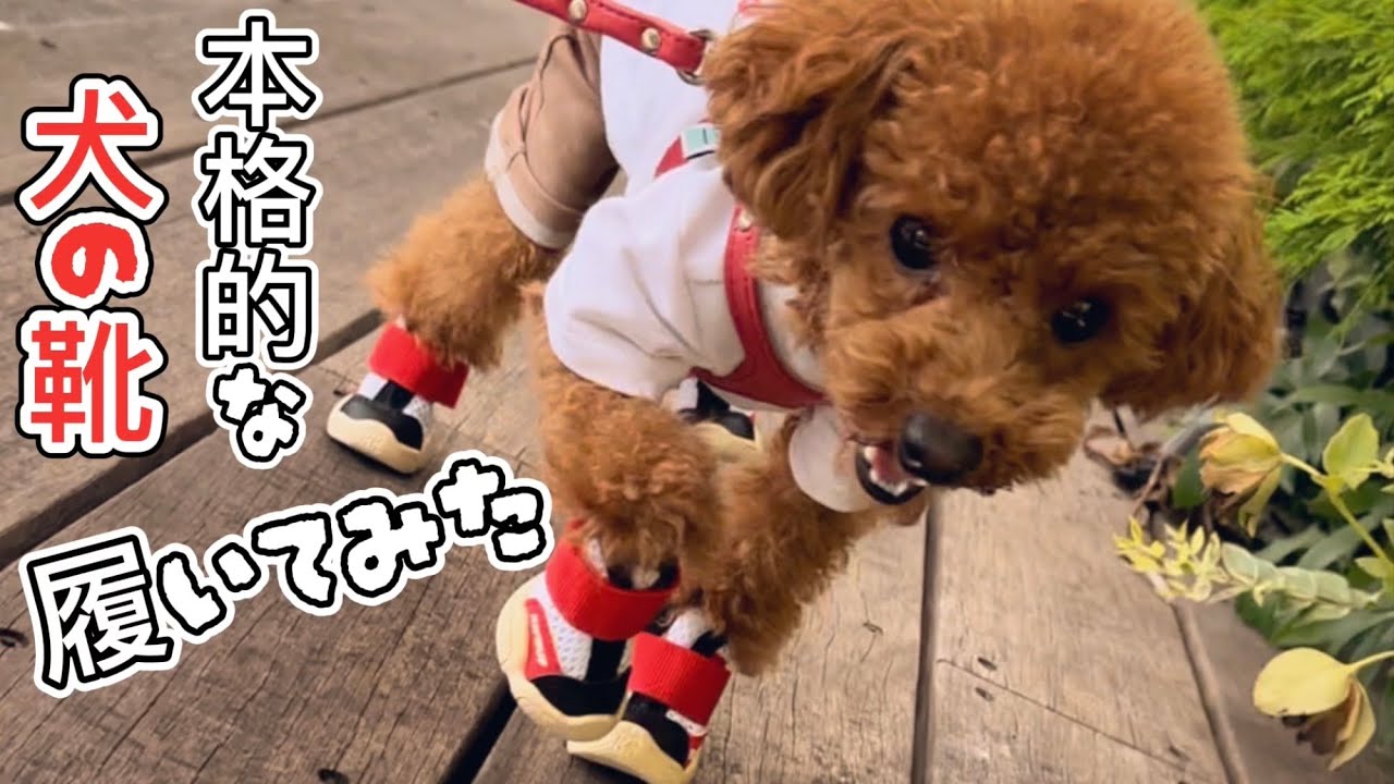 カッコいい犬の靴スニーカーを購入！履き方や歩く姿を紹介してます