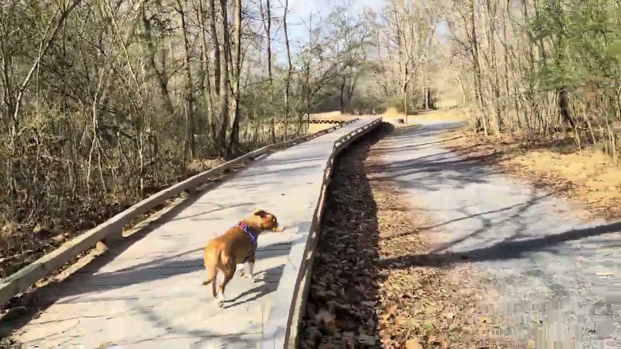 Chattahoochee Pointe Park | Peaceful Open Fields & Easy Walking Trails (차타후치 포인트 공원 산책길, 수와니, 조지아)