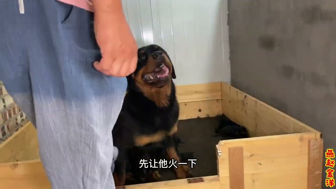罗威纳第一次当妈狗仔太多，金洋拿两只给艾米寄养，看看艾米怎么对待养女