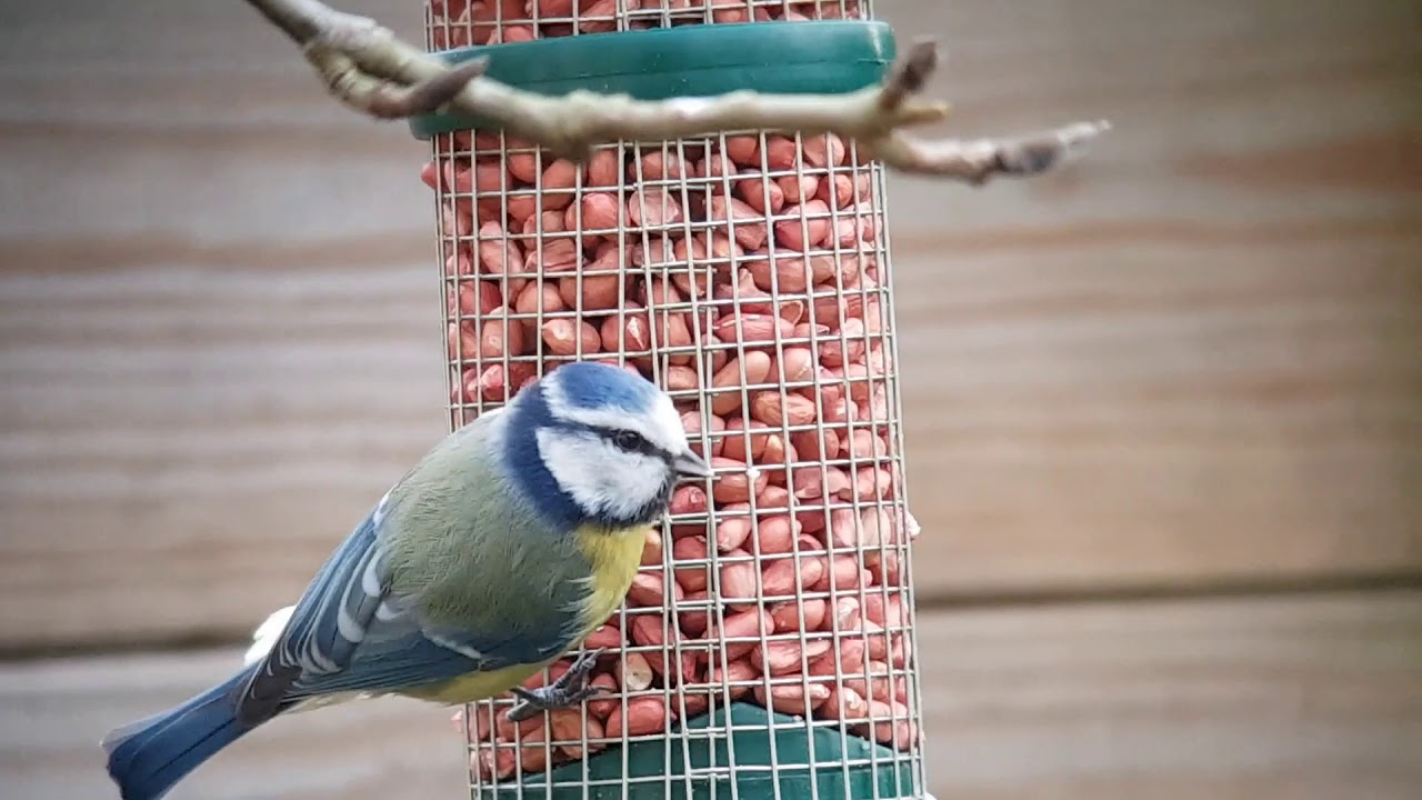 Vogelen met Paul Saager 03, koolmees, pimpelmees, kauw, vink in de tuin