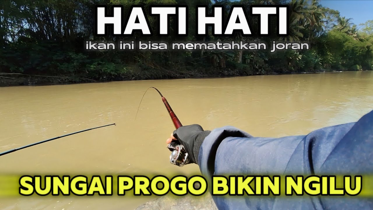 SUNGAI PROGO MEMANG MANTAP !! DAPAT IKAN INI JORAN SERASA MAU PATAH ...
