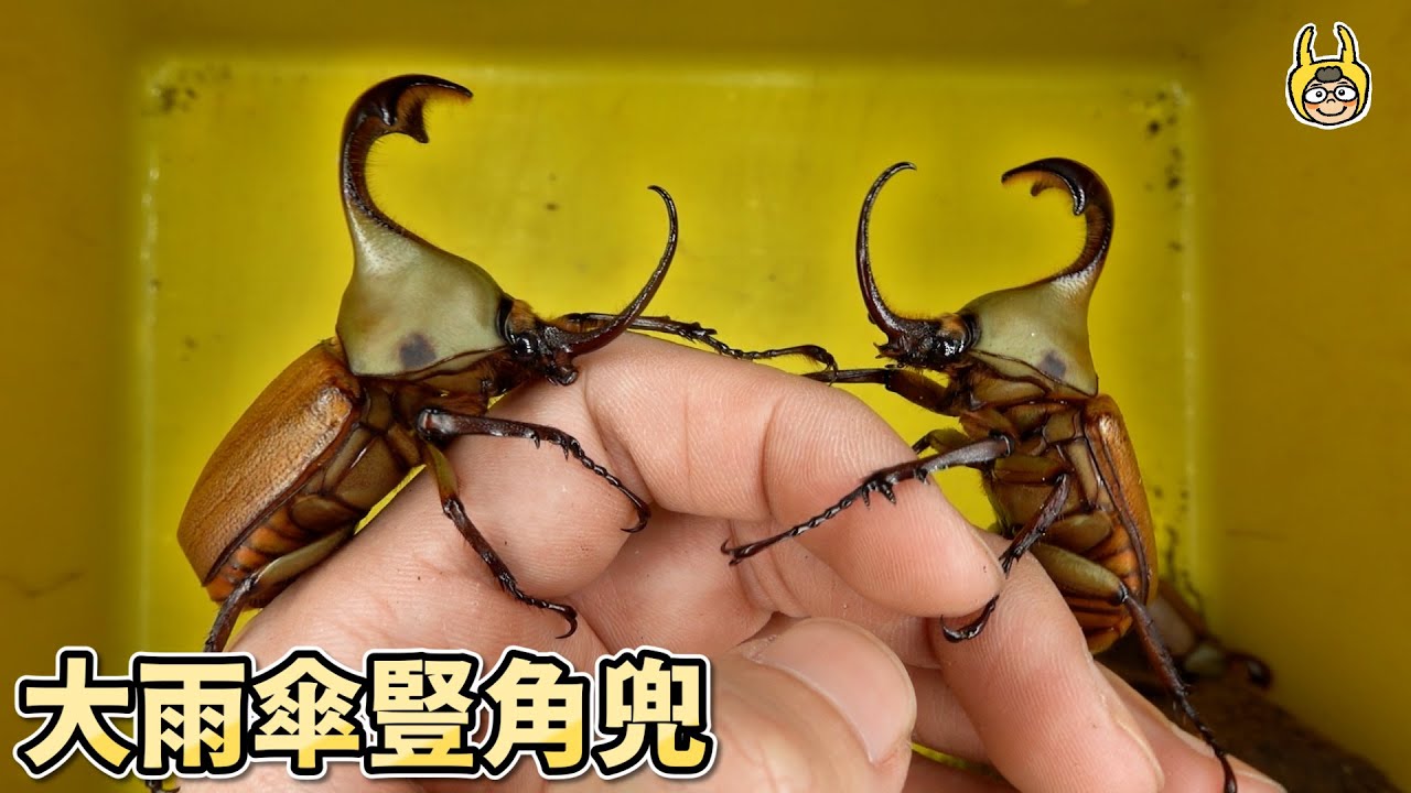 開挖大雨傘豎角兜，可愛程度爆表！【飼育屋】