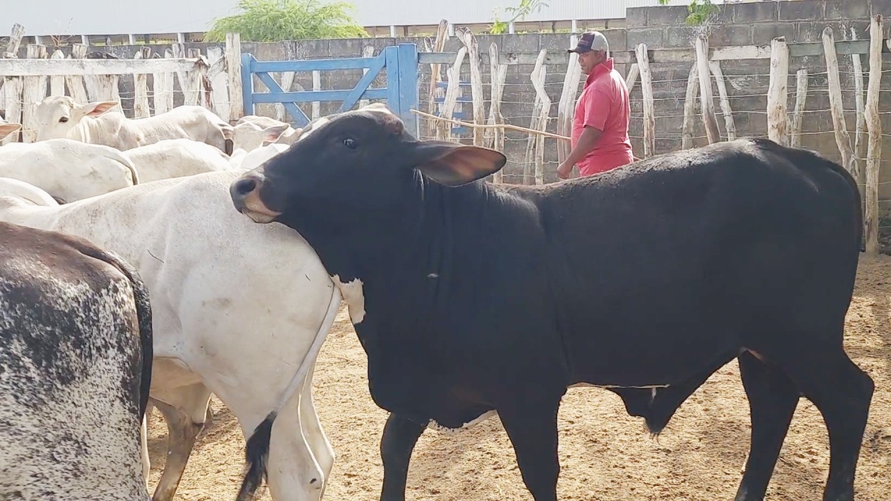 FEIRA DO GADO EM CUPIRA-PE    05-11-2025 #nordeste