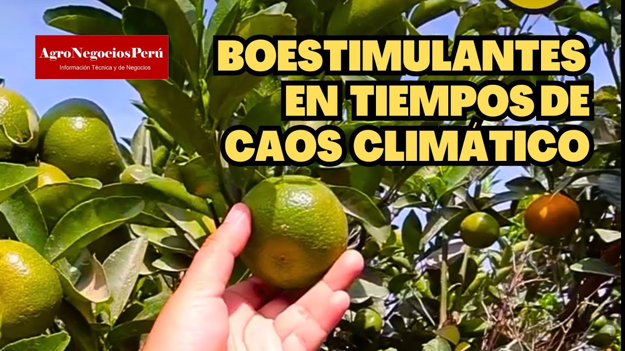 Los bioestimulantes y aminoácidos, los mejores aliados contra el estrés en los cultivos|FITOLEX 48L