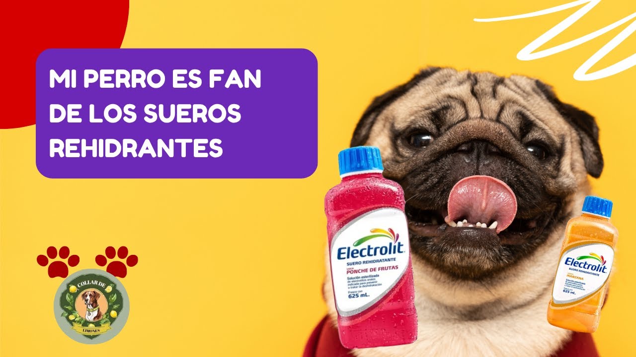 Sueros Rehidratantes: El Peligro de Usarlos MAL en Mascotas