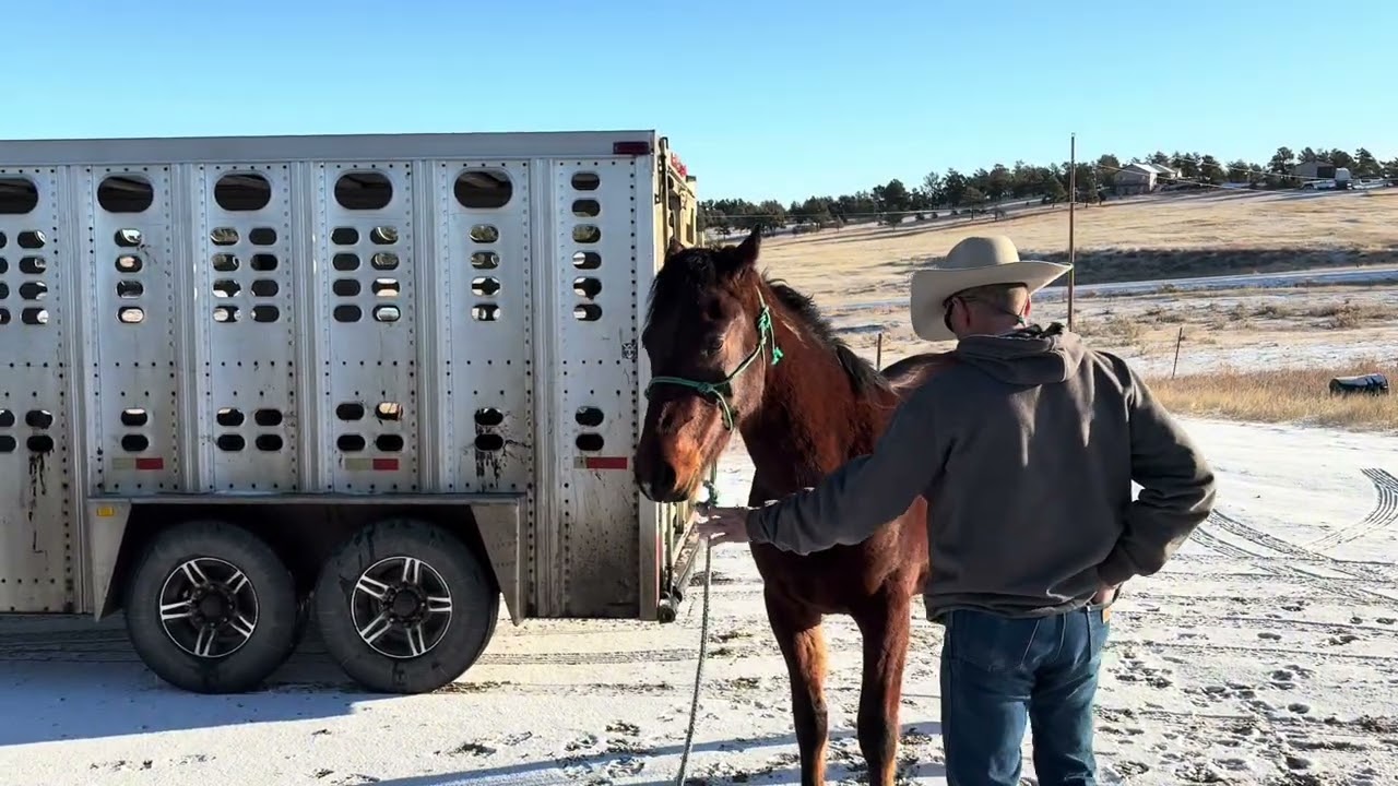 Wild Mustang gets new shoes!